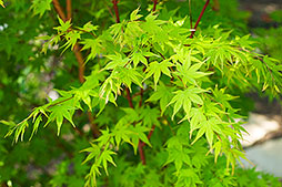 Fire Maple Dallas Photographer garden landscape architecture digital photographers Dallas, TX Texas Architectural Photography garden design