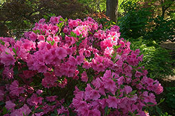 flowering shrub garden landscape architecture digital photographers Dallas, TX Texas Architectural Photography garden design